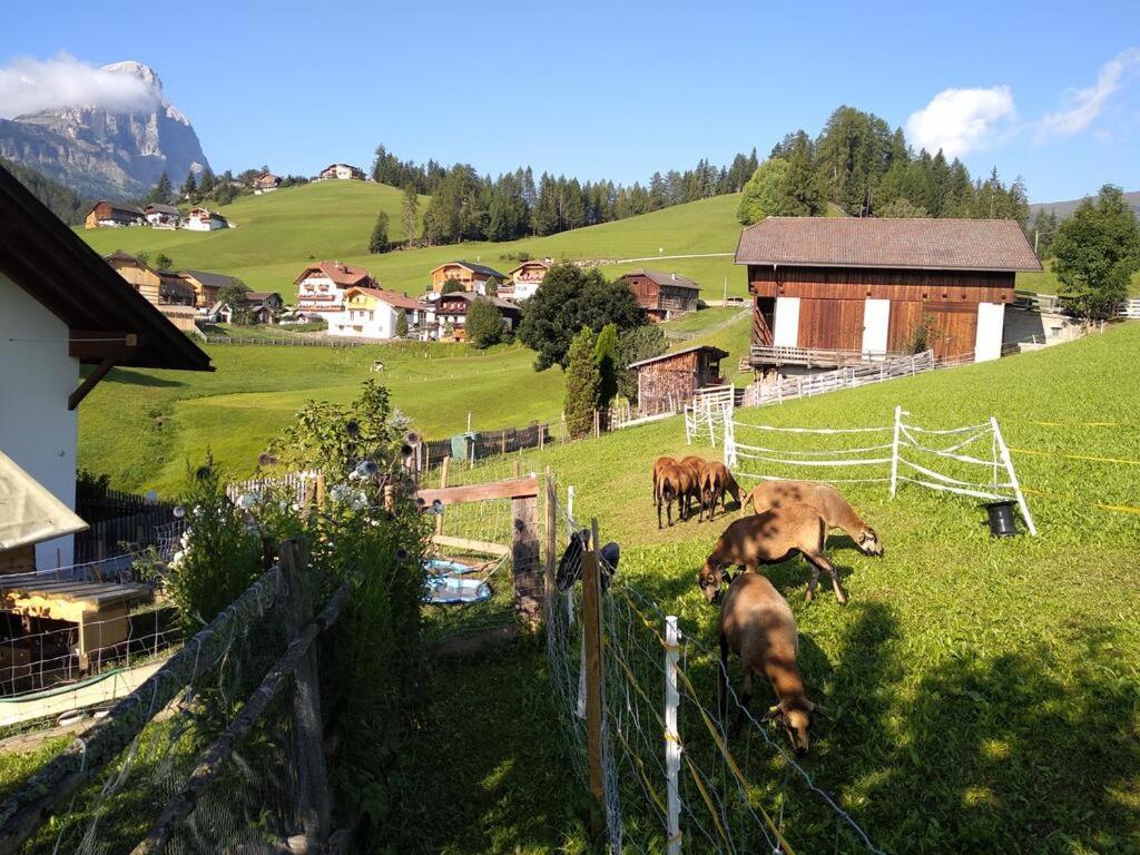 Haus Belodei - Apt A San Martino in Badia Exteriör bild